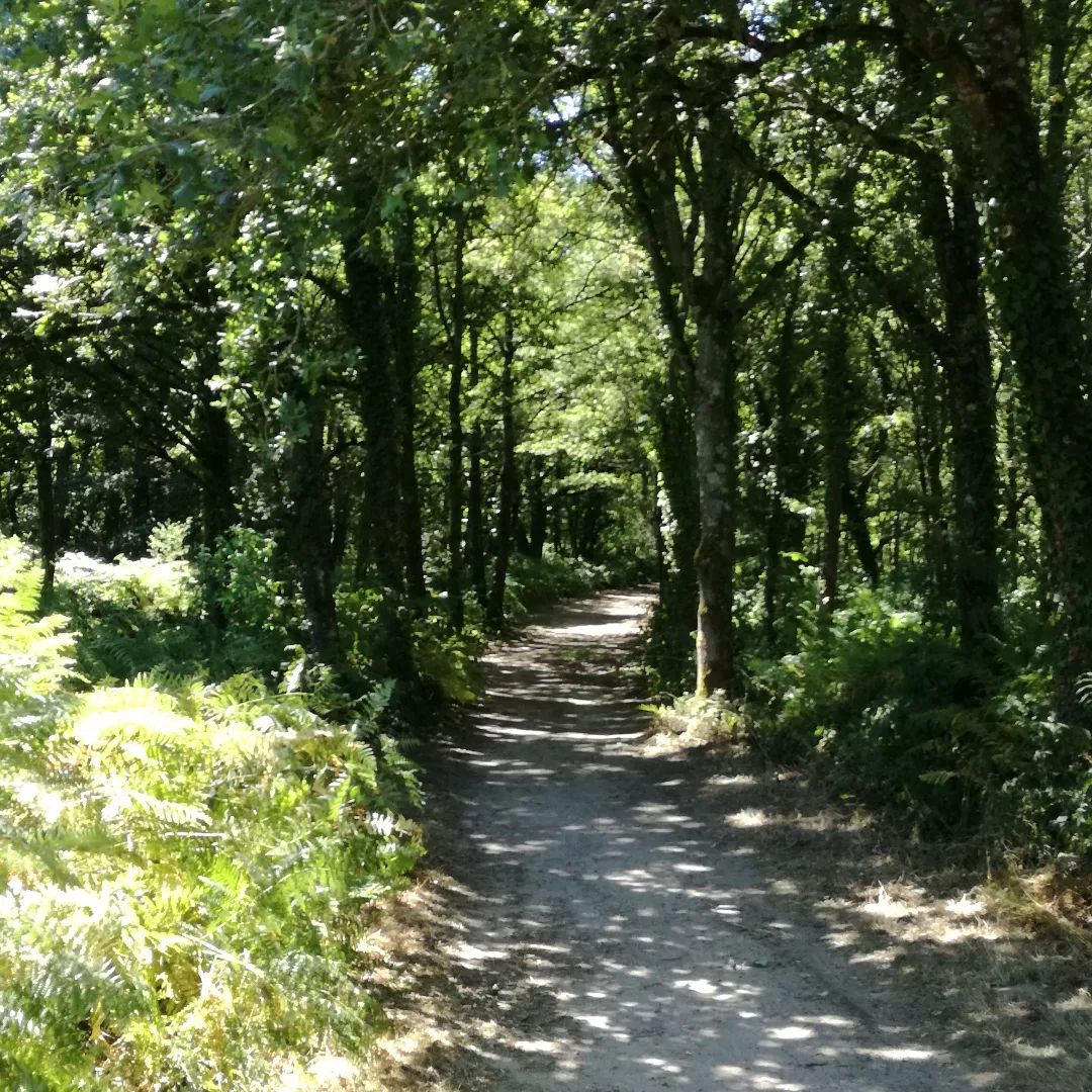 Les chemins creux à Coulaines